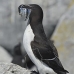 razorbill_msi_v_2743_can2130.jpg
